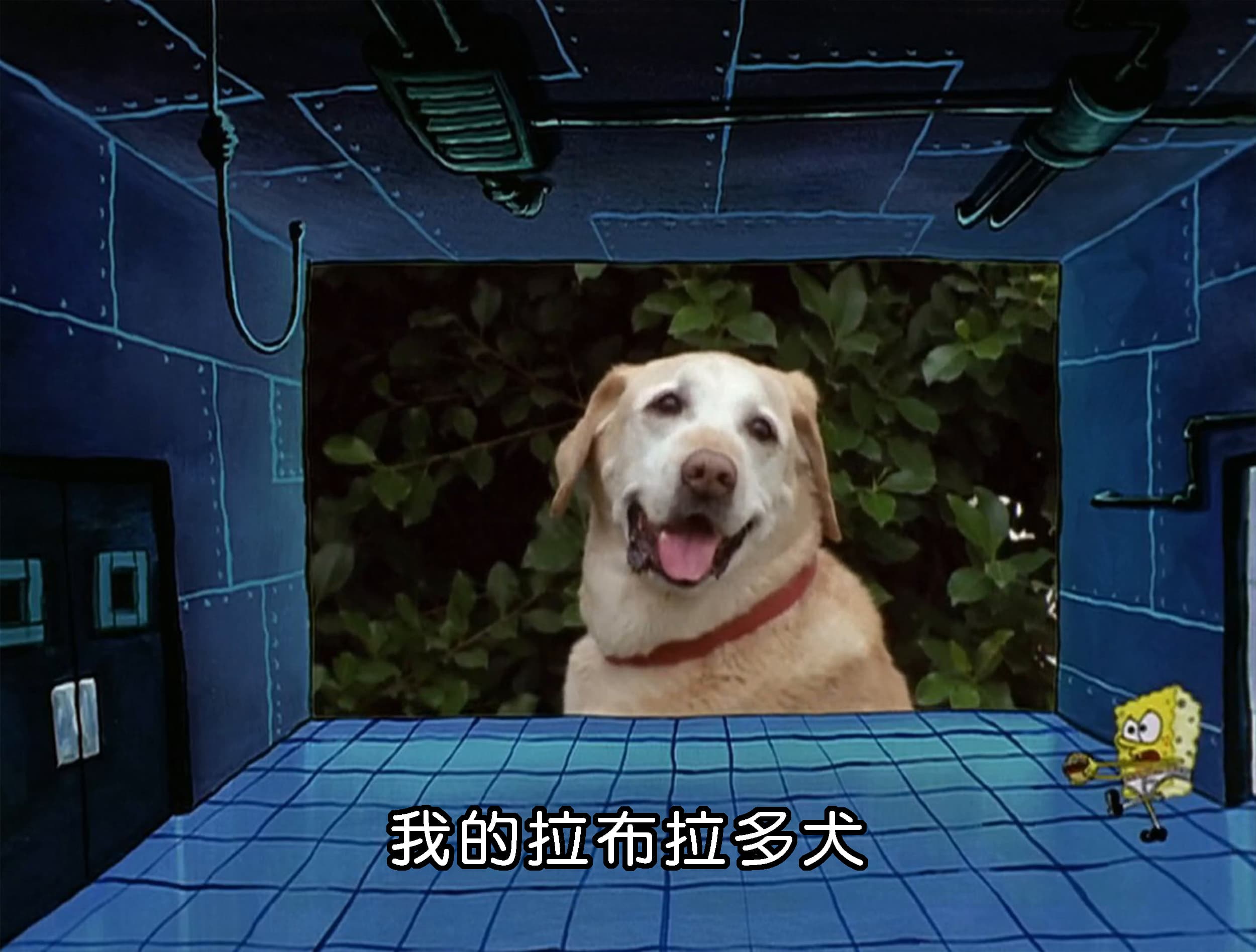 我的拉布拉多犬