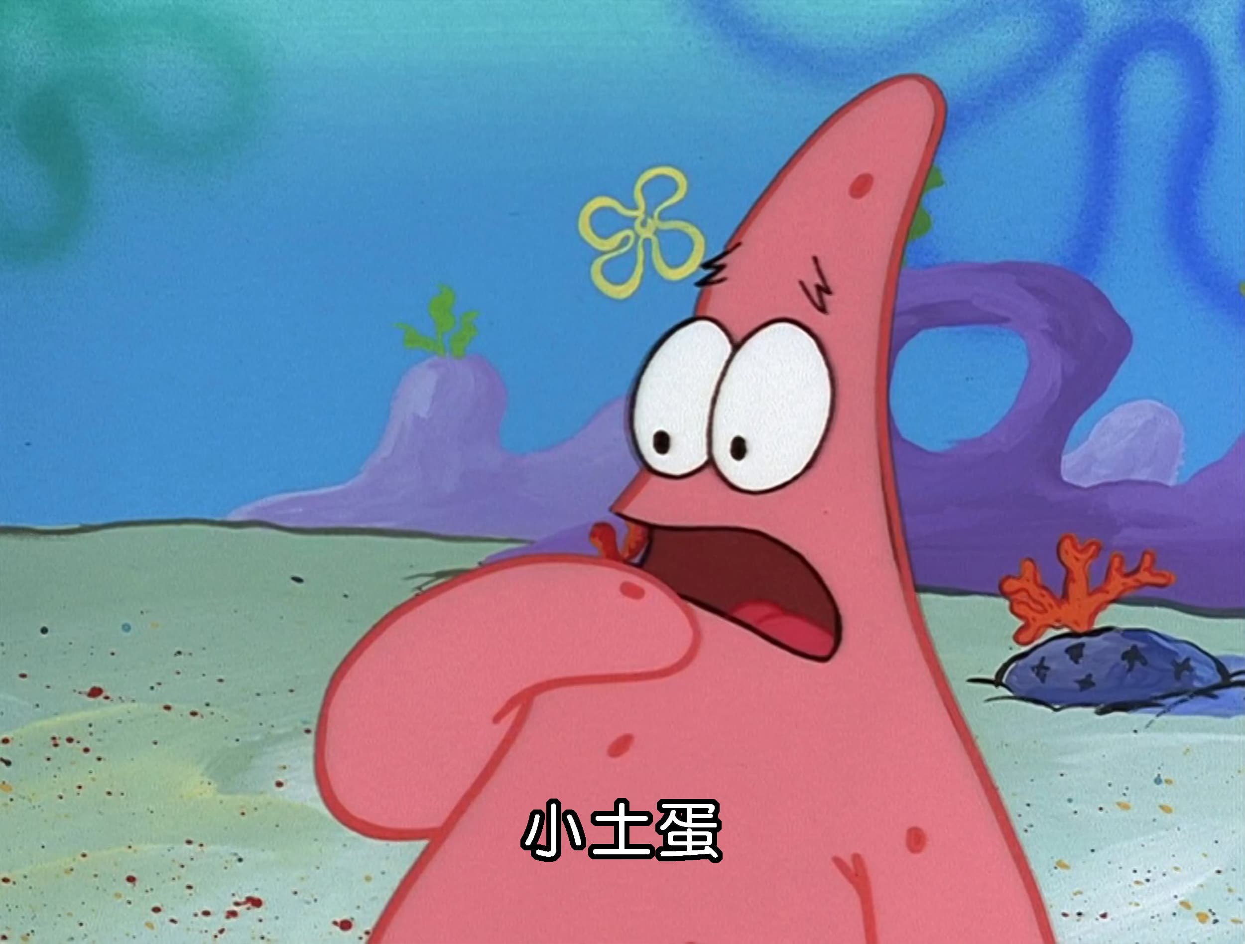 小土蛋